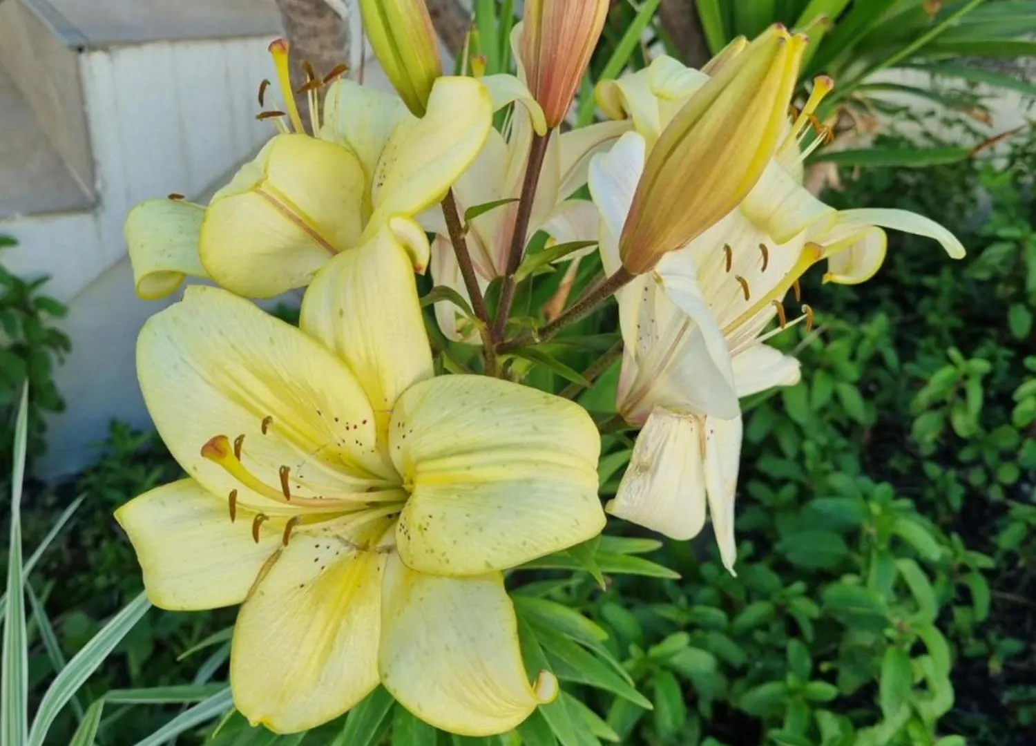 Apartmani Delminium فير 0*,  كرواتيا